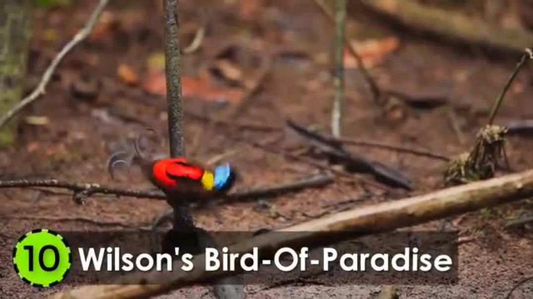 A Fascinating Journey of Colors and Behaviors!