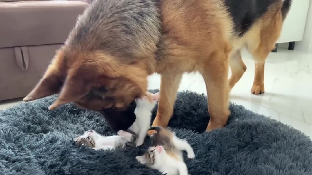 German Shepherd Overwhelmed by Adorable Tiny Kittens Taking Over His Bed!--pet