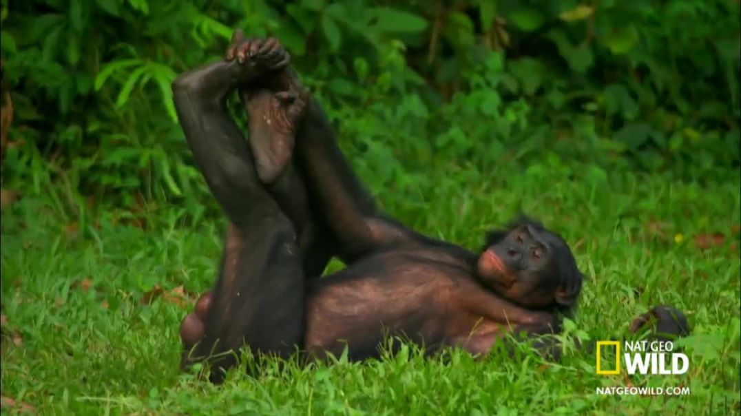 Love in the Jungle: The Romance of Bonobo Apes--Wild
