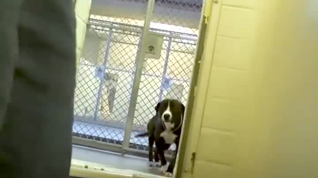 Joyful Adoption: Shelter Dog's Heartwarming Moment of Realizing He's Found a Forever Home!