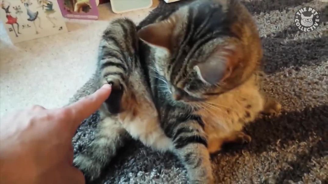 Funniest Cats ----pet