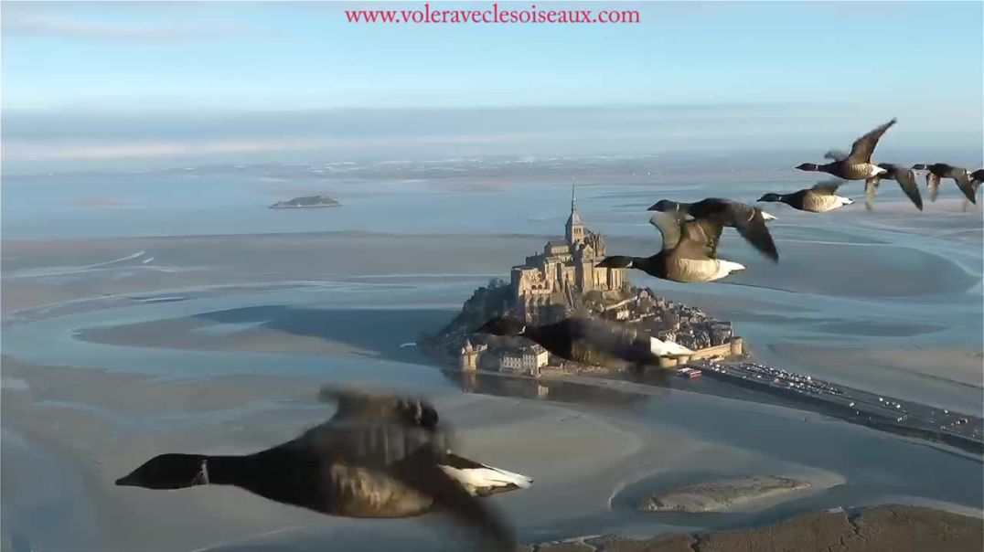 "Experience the Beauty of Flying with Birds on Board a Microlight!