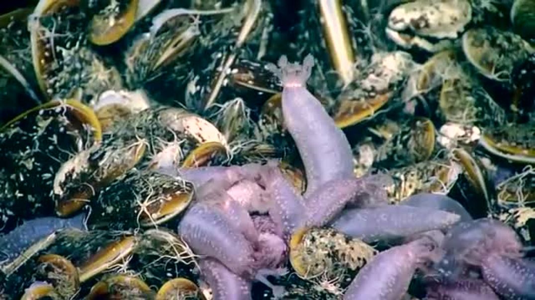 Life of Brine Pools---Natural