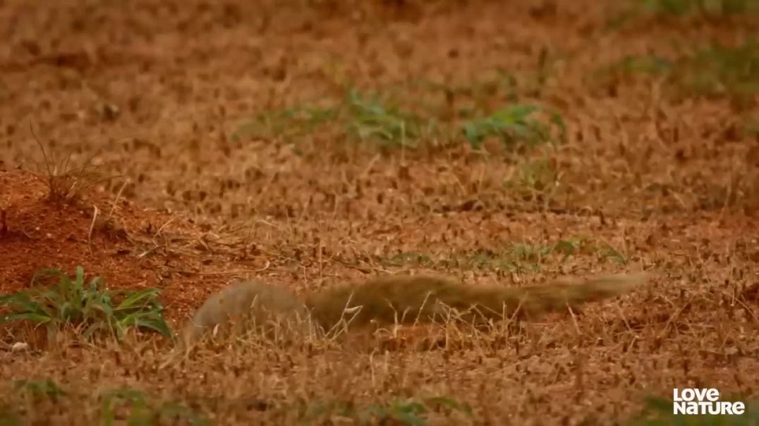 Viper Versus Weasel--wild