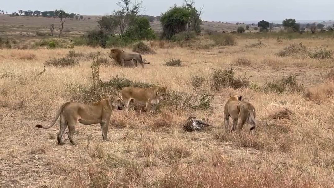 Survival of the Fittest: Leopard vs Lion Pride--wild