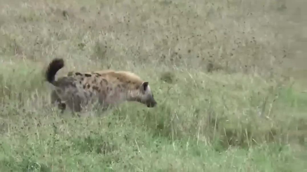 Lion Fends off 20+ Hyenas in Epic Battle of the Savanna---wild