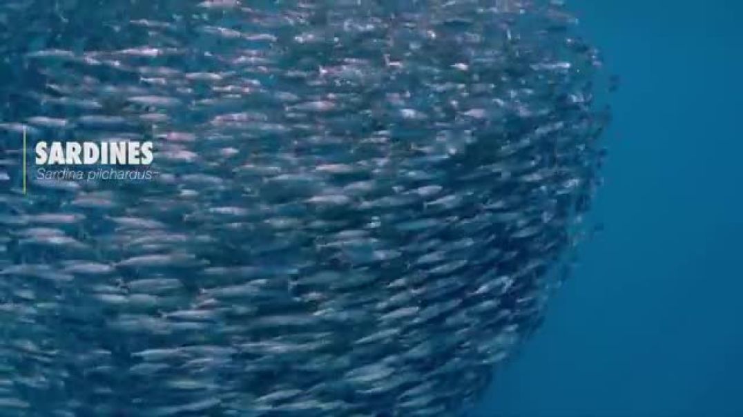 Marine Migrations--Natural