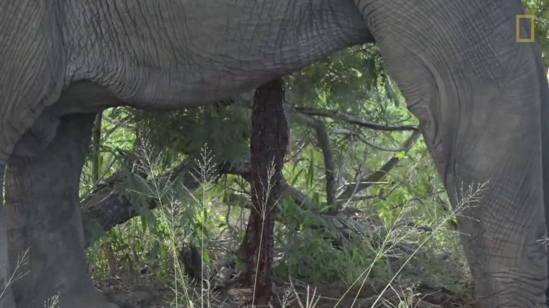 Circle of Life: The Aftermath of an Elephant's Death--wild