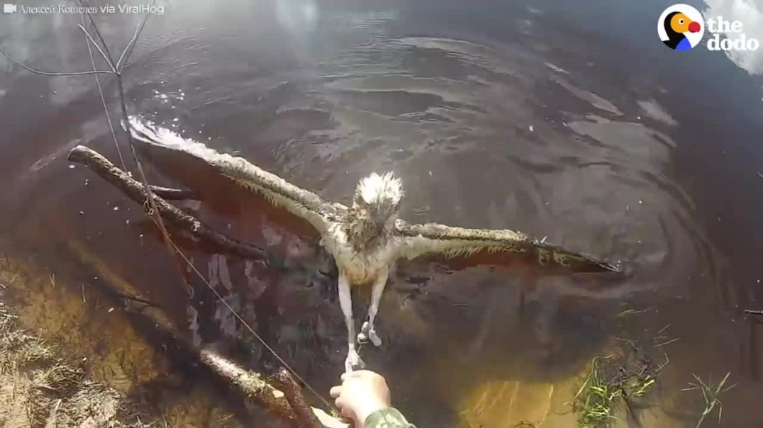The Hawk's Liberation: A Touching Rescue Moment--dodo
