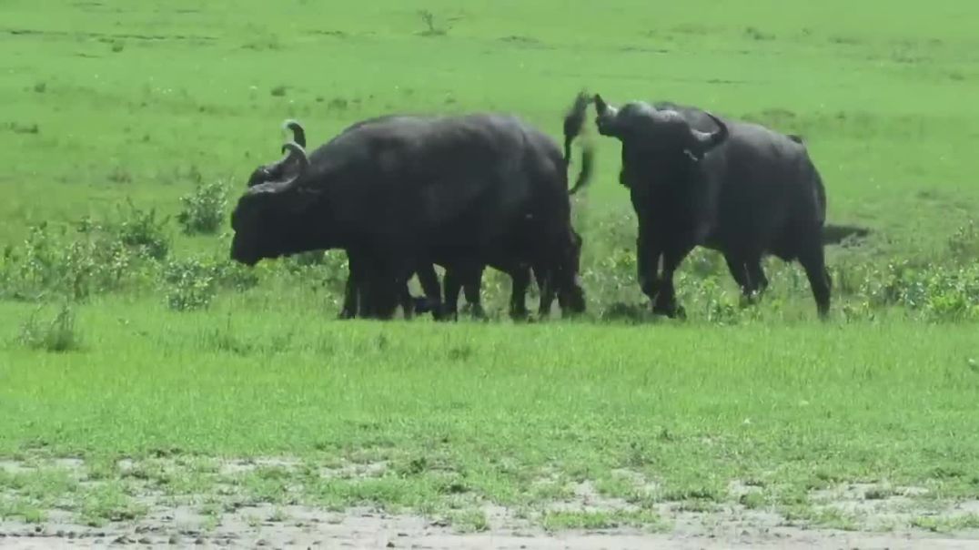 Intense Buffalo Battle: Horns Clash and Chaos Ensues in Waterhole!