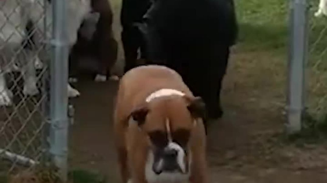 Patience and Obedience: Watch These Good Dogs Wait for Their Names to be Called!