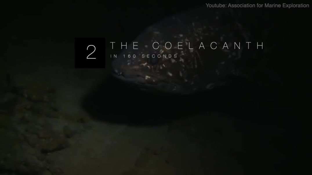 Survivors of Time: The Enduring Presence of Coelacanths--natiral