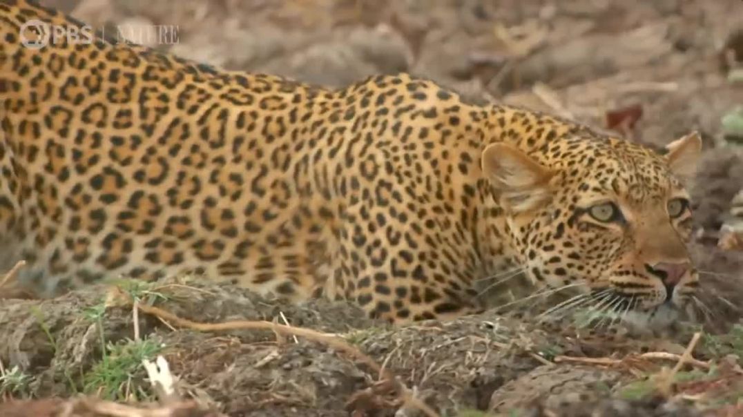 Nature's Brutality Unveiled: Leopard Preys on Baboon in Daylight!