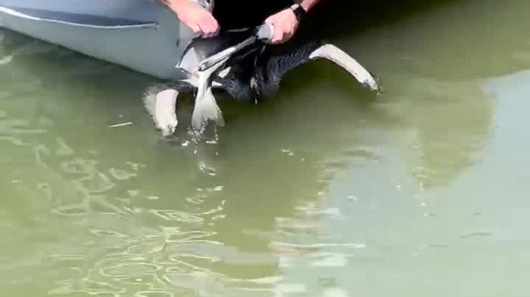 Heroic Man Saves Choking Pelican - Watch the Inspiring Rescue!