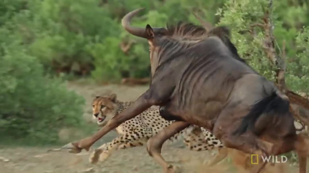 Cat Attack-tics-----Geo