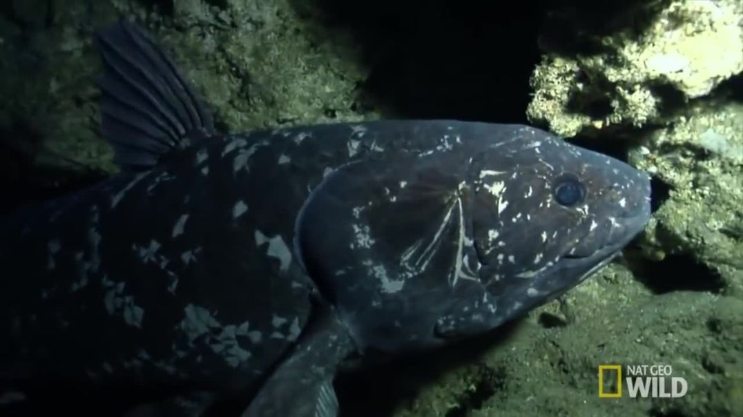 Ancient Marvels: The Fascinating World of Coelacanths-Natural