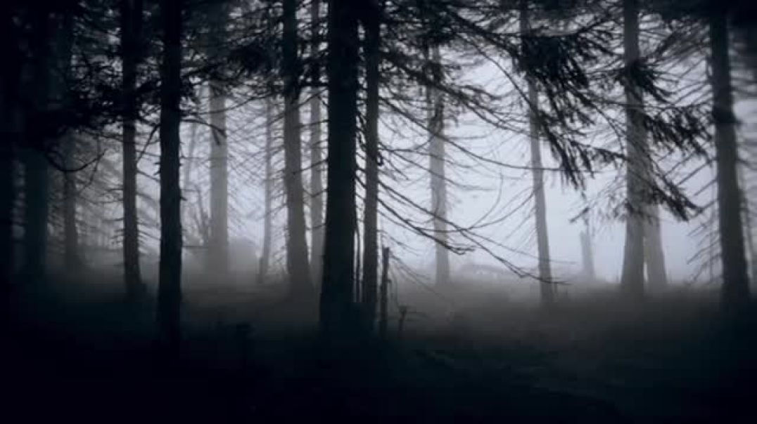 Explore the Most Haunted Forests on Earth!