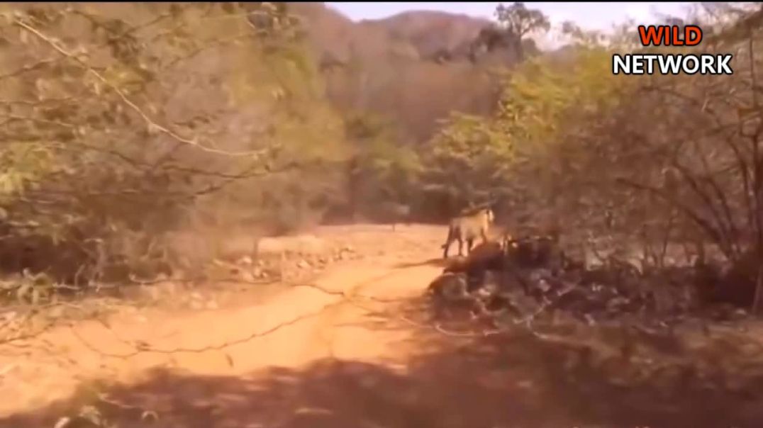 Ferocious Jaguar in Pursuit--wild