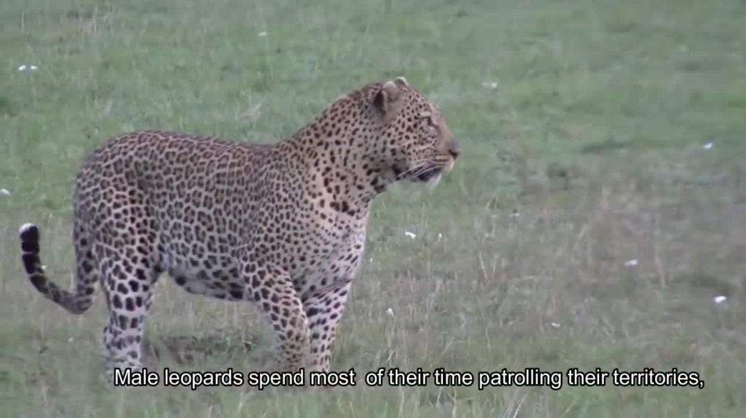 Unsuspecting Prey: Leopard Hunting in the Shadows--wild