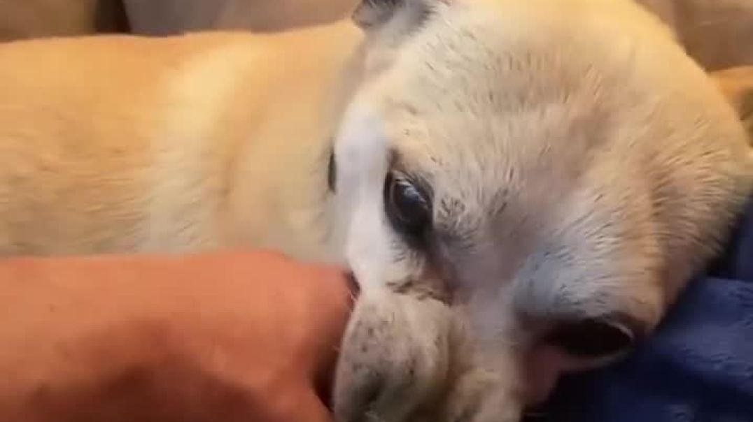 Terrified RESCUE dog had never felt the touch of a kind kind