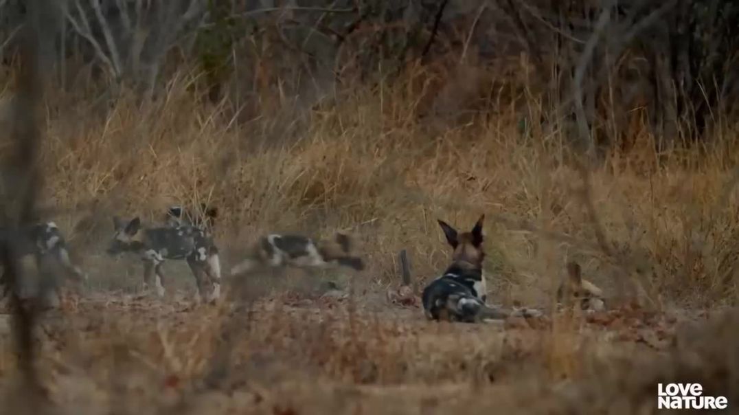 Fierce Pack of Wild Dogs Successfully Hunts Impala---geo