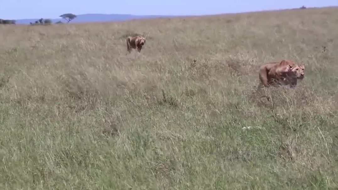Lazy Lion Watches Lioness Hunt Warthogs---wild