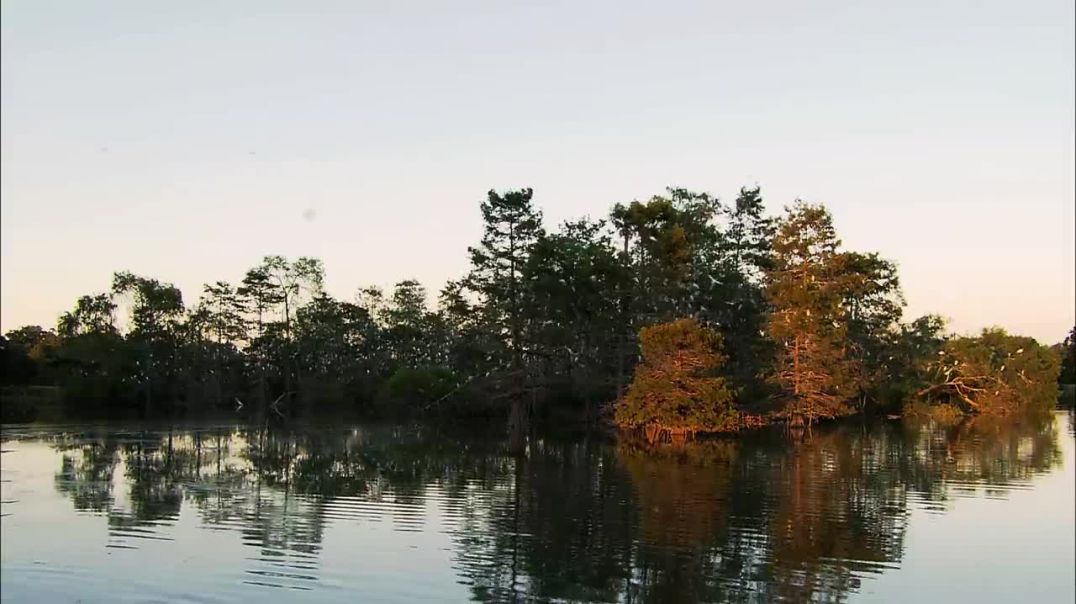 Wings Over the Mississippi: Exploring the Birdlife of the Delta--birds