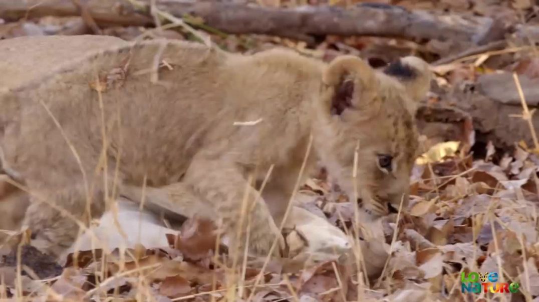 From Weakness to Strength: The Inspiring Journey of a Misfit Lion Cub!