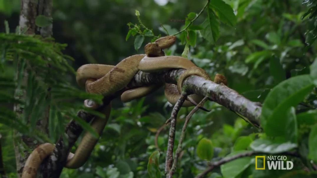Discover the Serpentine Wonders of Ilha da Queimada Grande in Brazil--wild