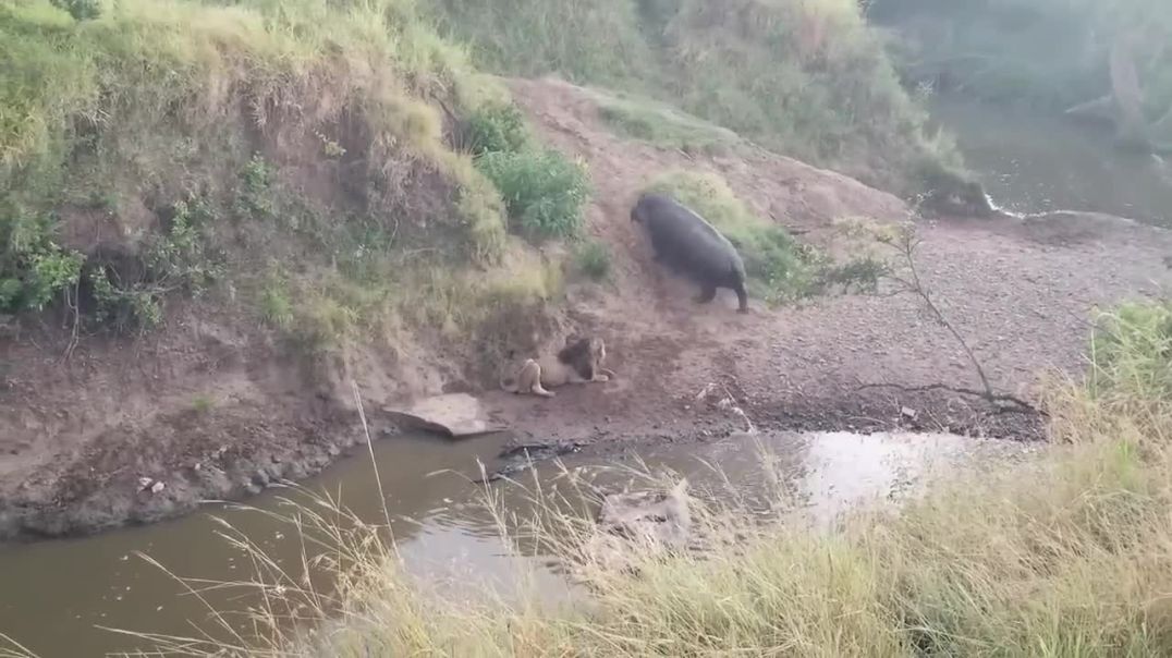 Lion's risky encounter with a hippopotamus--wild