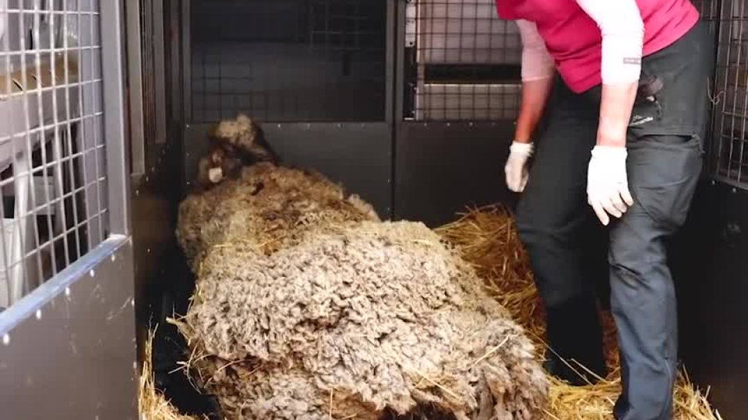 From Overgrown to Fabulous: Sheep's Life-Saving Transformation--animal