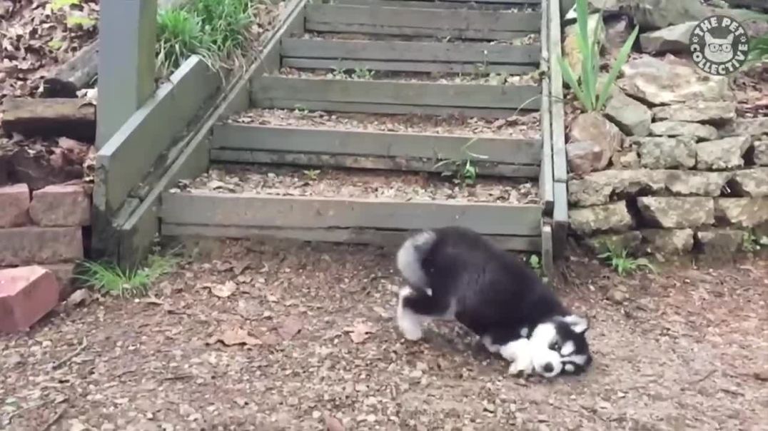 Get Ready to Smile with the Funniest Husky Videos Compilation!