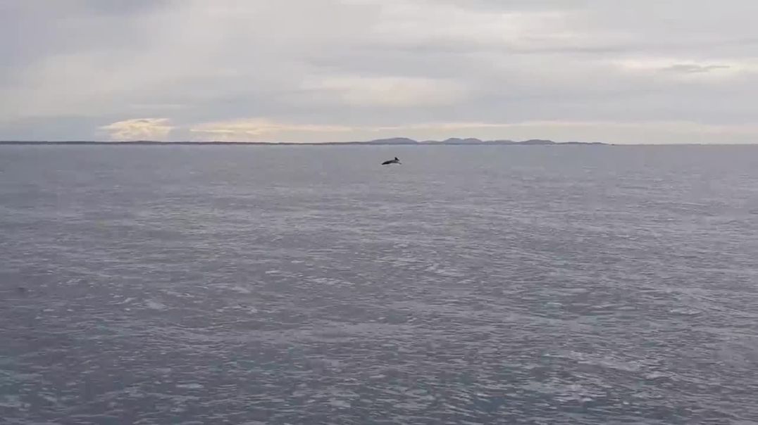 Whale's Surprise Appearance Stuns Sightseers--wild