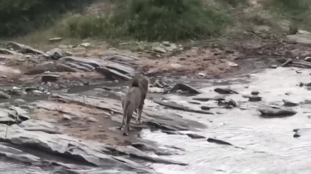 A Lion's Dilemma: Crossing the Crocodile River--wild