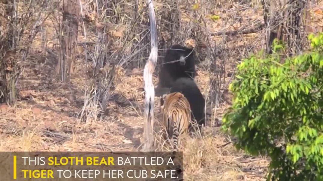 Mama Bear's Heroic Battle Against a Ferocious Tiger to Protect Her Cub--wild