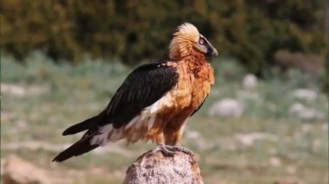 Most Deadly Birds on Earth: From Falcons to Ostriches!