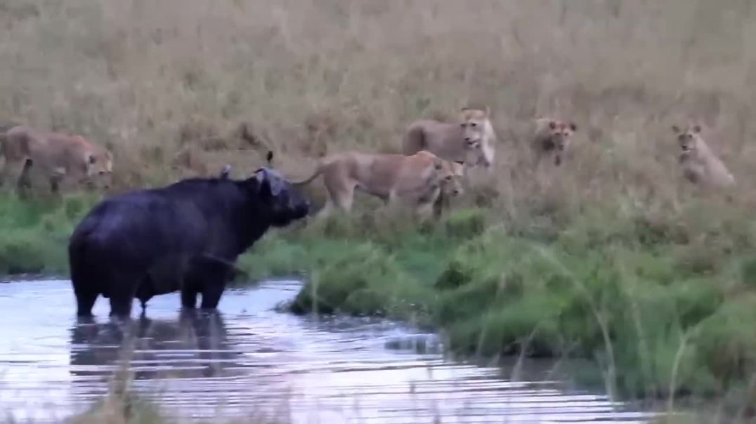 Lions and buffalo standoff ---sight