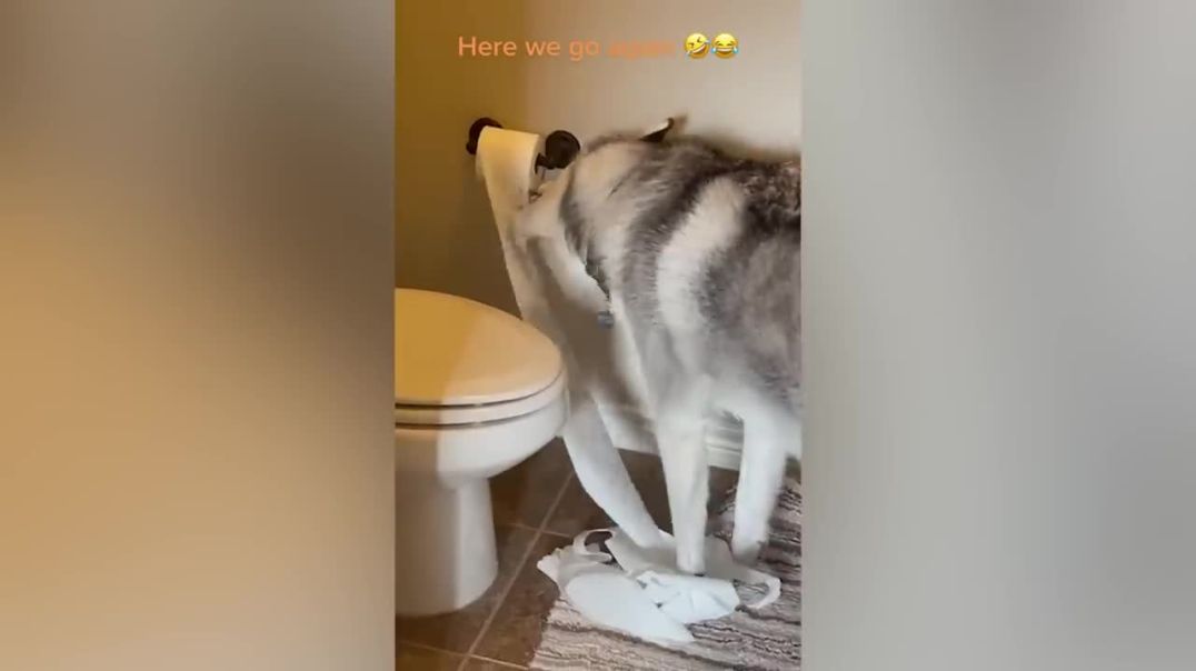 Paws and Order---pet