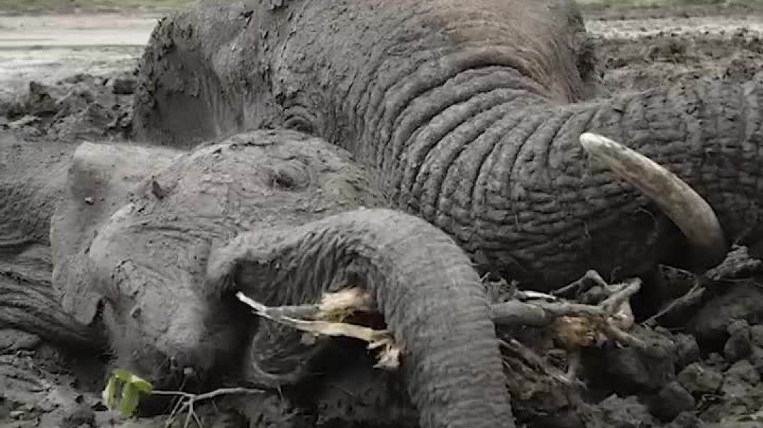 Baby elephant refuses to leave his mom’s side -----Animal