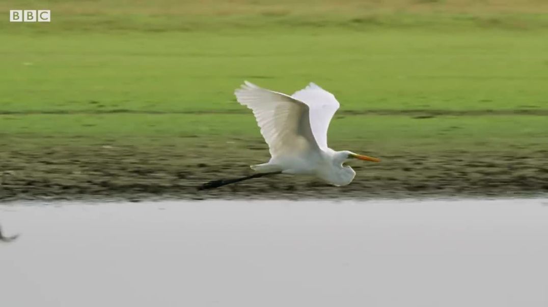 The Unlikely Friendship of Dolphins and Birds--bb
