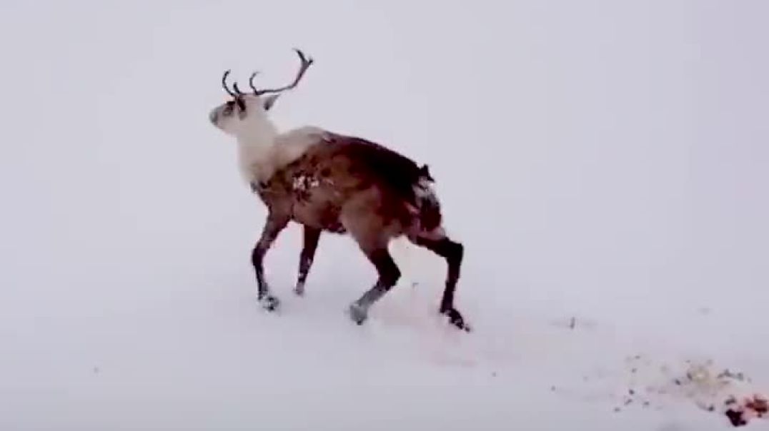 Reindeer found buried alive in snow--Animal