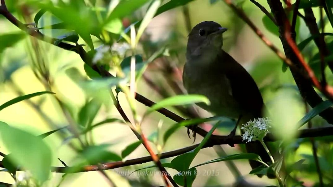 The Canary's Chorus: Sweet Sounds of Nature--bird