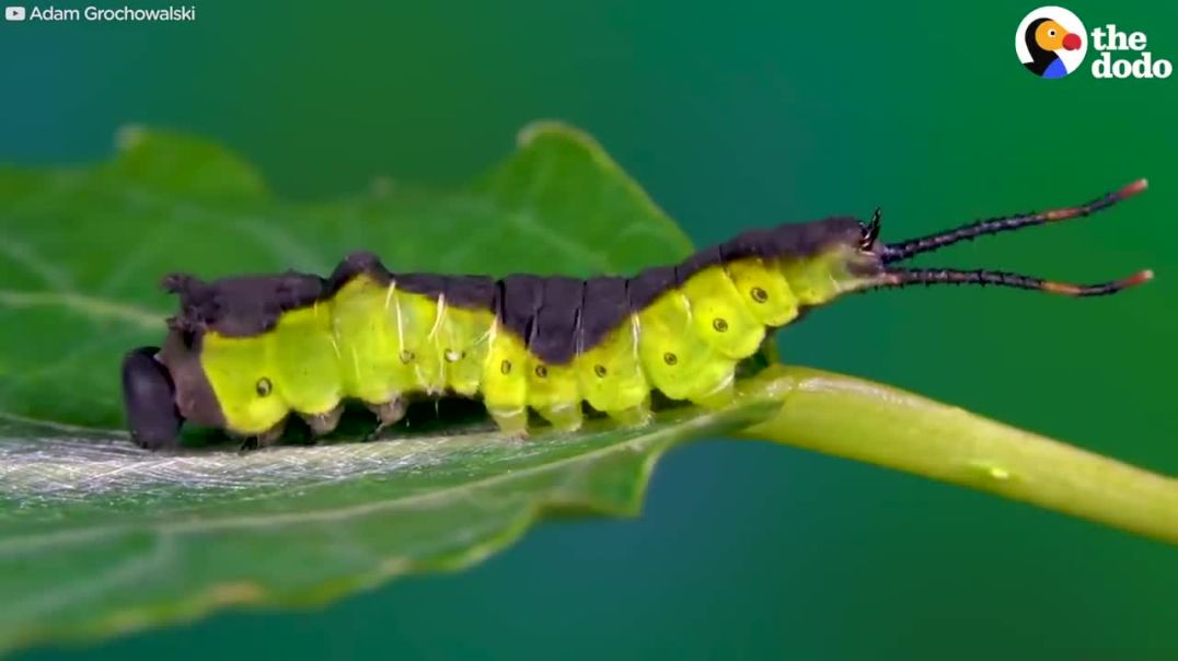 Check out the fascinating metamorphosis of a caterpillar into a Puss Moth --dodo