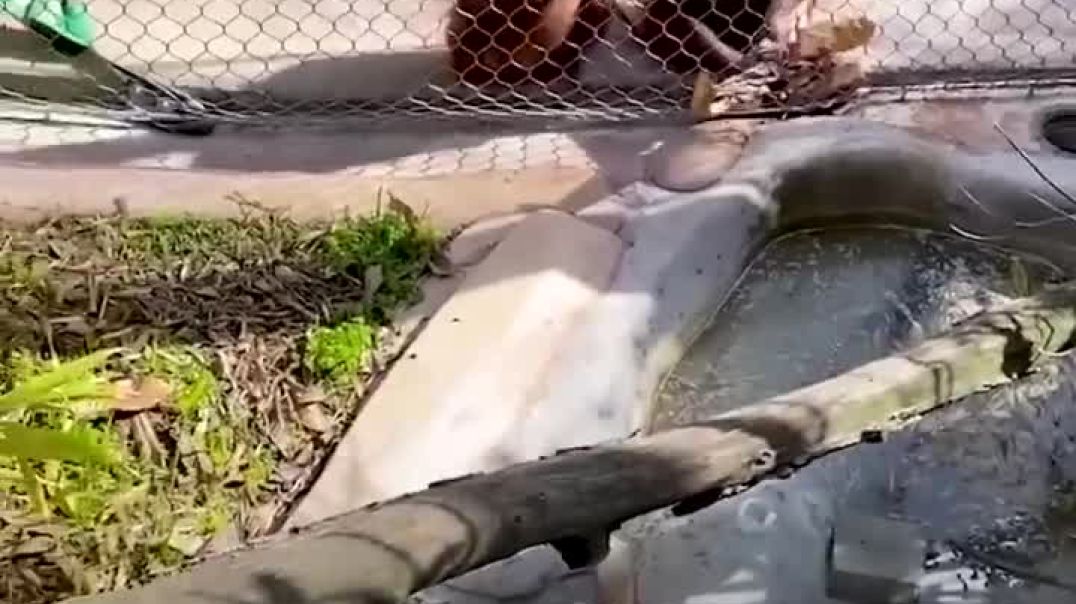 Clever Orangutan Assists Toddler with Tool Use--Animal