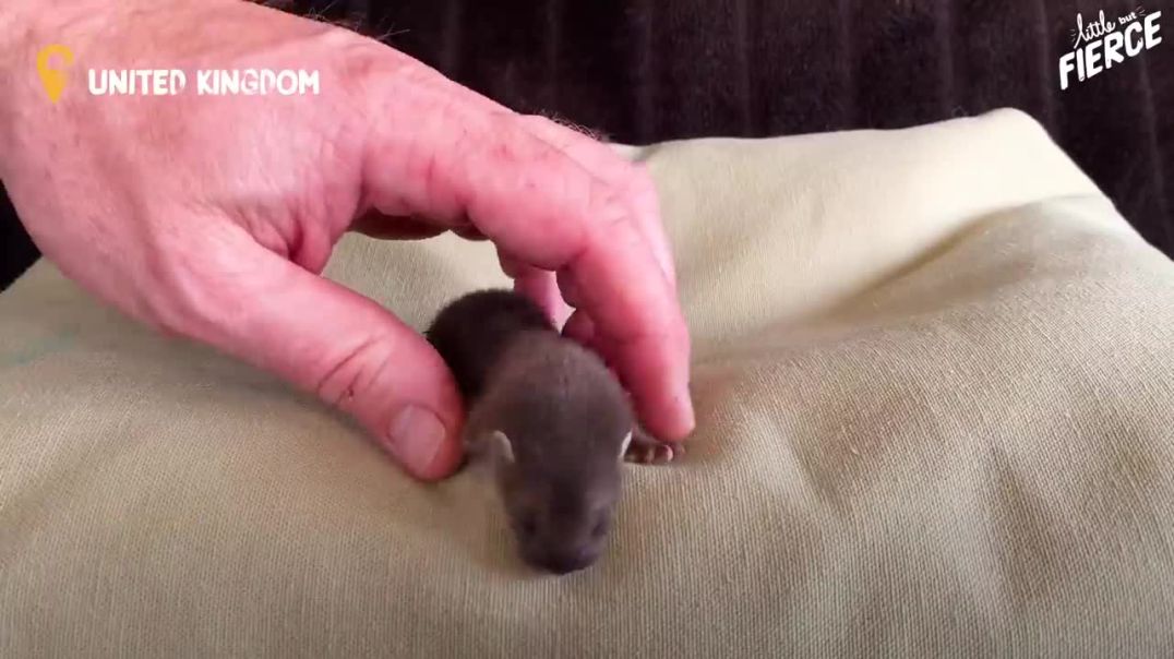 Little Warriors Unite: Baby Stoat's Meeting with Her Brave Companion--dodo