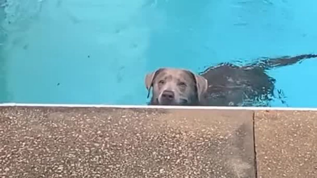 Do You Also Have a Canine Companion Like This--pet