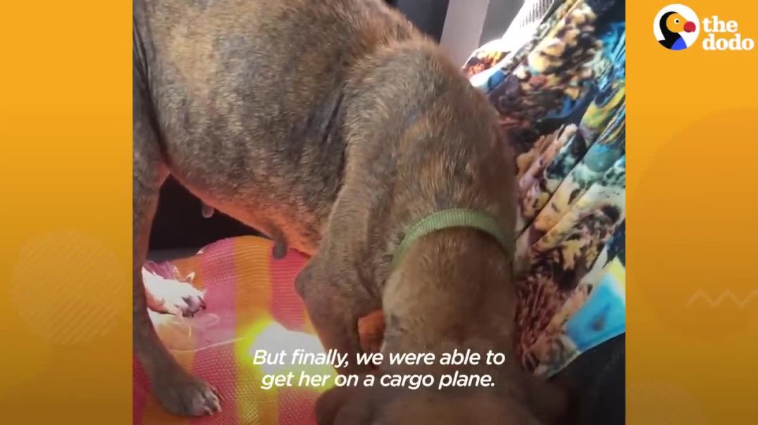 A Heartwarming Tale of a Woman's Mission to Save a Stray Dog----dodo