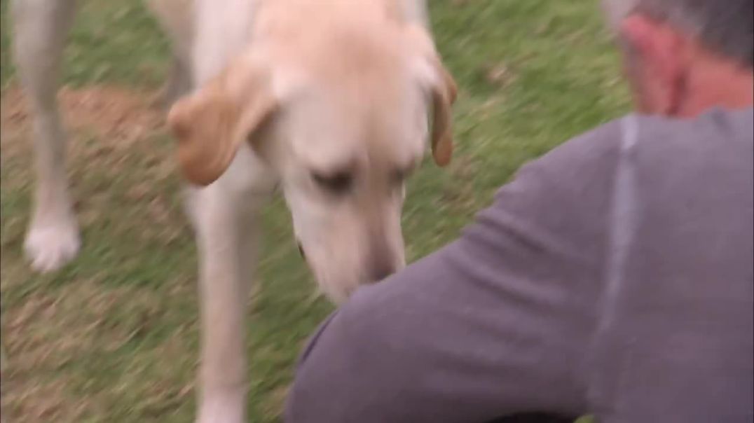 Holly's Hounds: A Tale of Training and Triumph--wild