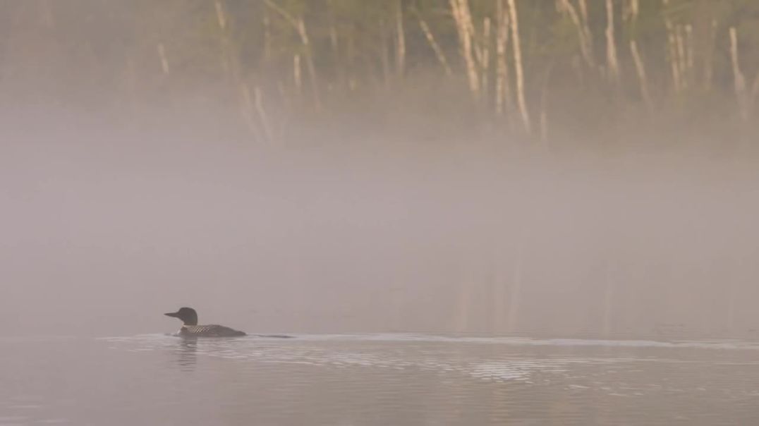 Nature's Musician: The Haunting Call of the Common Loon--bird