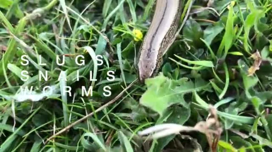 Sluggish Snakes----natural